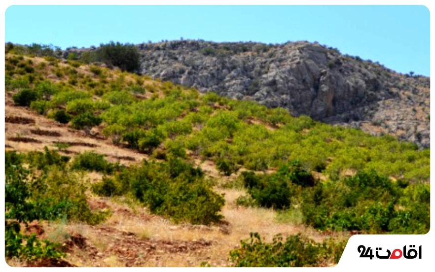 کوه عیش اعلی