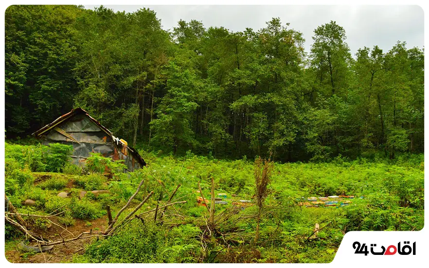 جنگل لفور بابل