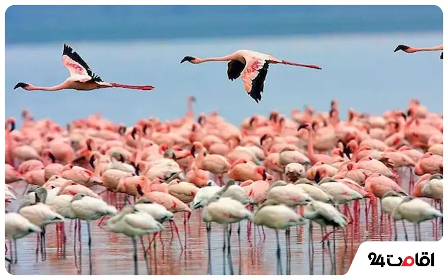 تالاب میانکاله بهشهر