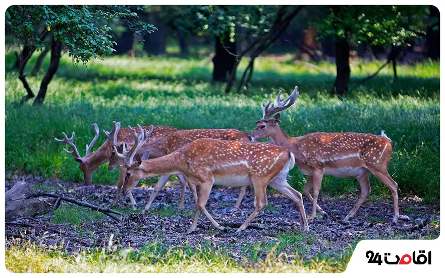 دشت ناز ساری