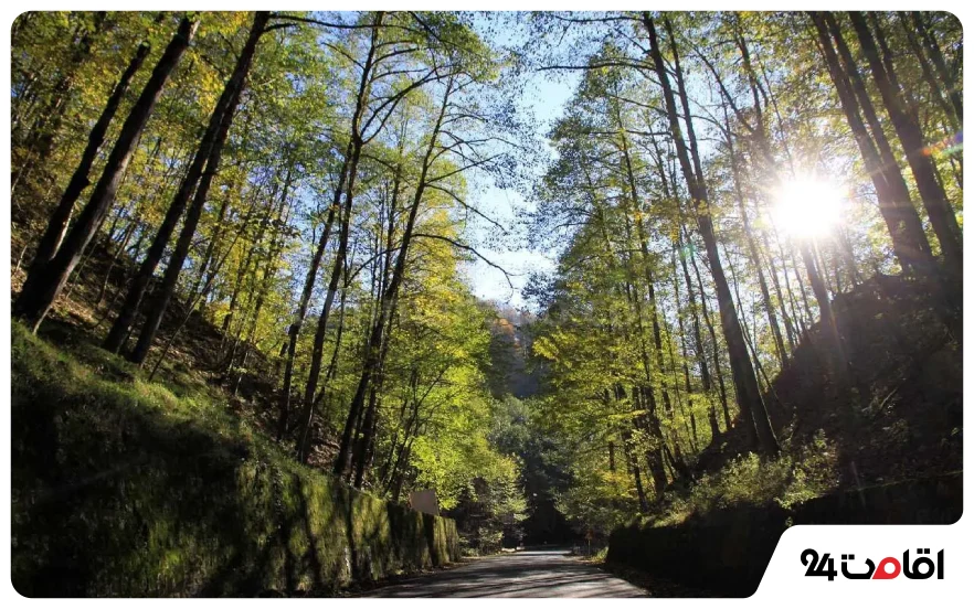 18 تا از بهترین جاده های شمال؛ جاهای دیدنی و لوکیشنهای عکاسی 20 بهترین جاده های جنگلی شمال