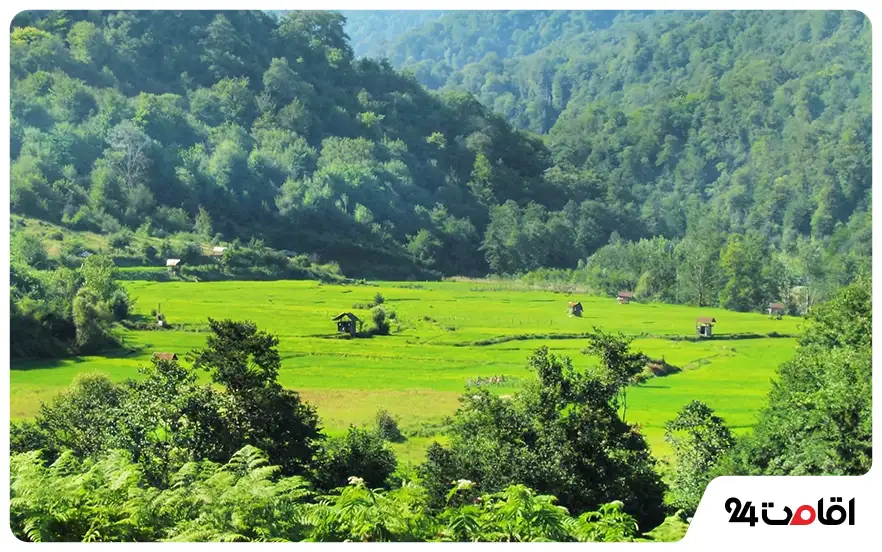 جنگل پلنگ‌دره شیرگاه