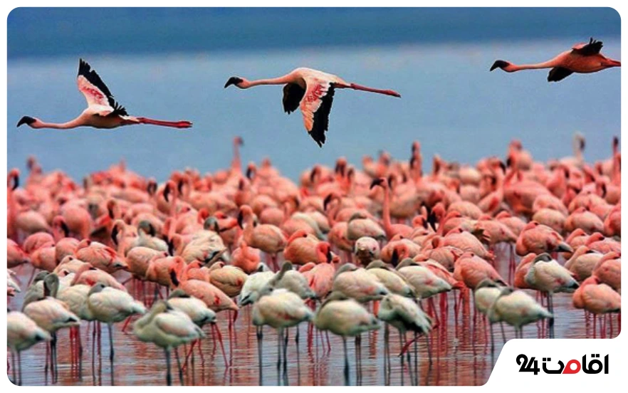 تالاب میانکاله