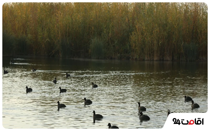 تالاب ناصری در خرمشهر
