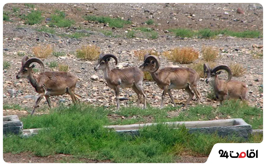 منطقه شکار ممنوع مک سرخ