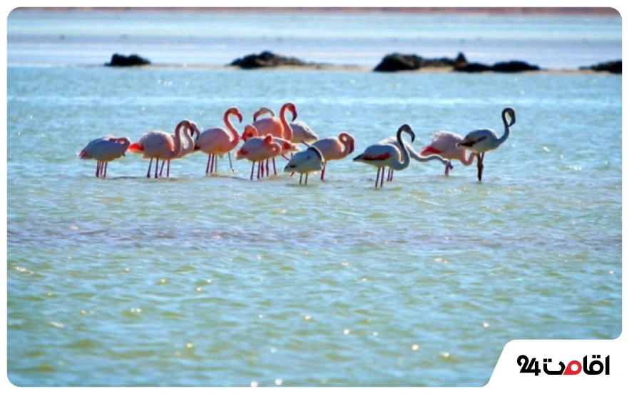 زابل در فصل بهار