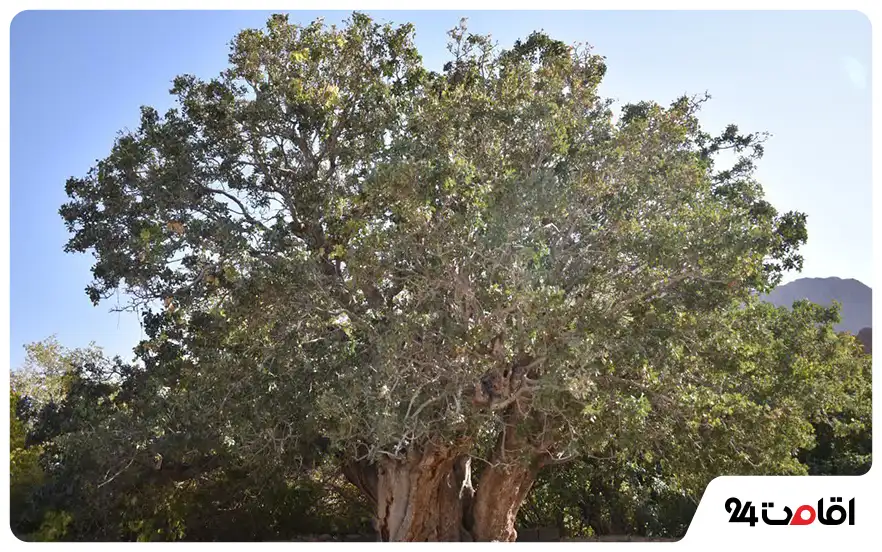 درخت کهنسال پاچنار روستای گینکان