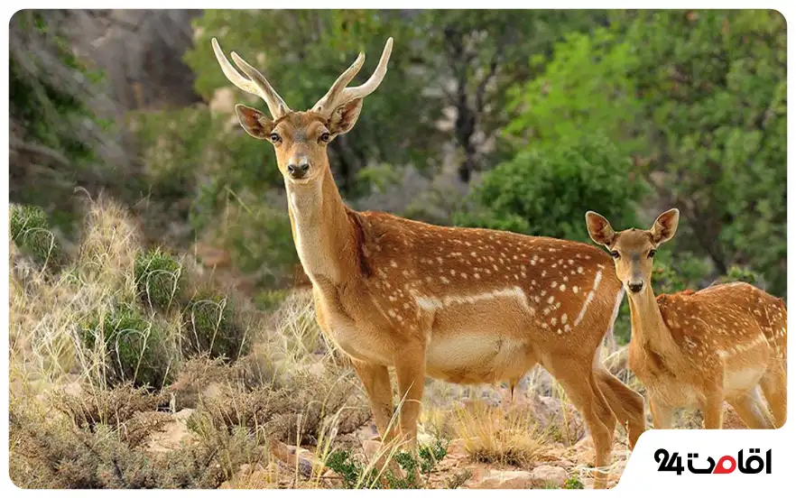 جنگل خلیل بیگ ارسنجان