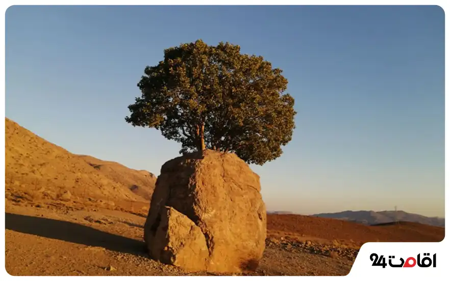 مروارید سبز ارسنجان