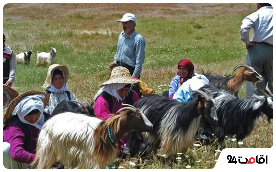 مراسم شیردوشان در دامغان
