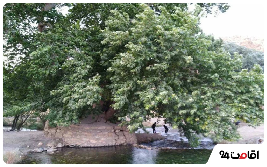 چنارهای روستای کنگاور کهنه