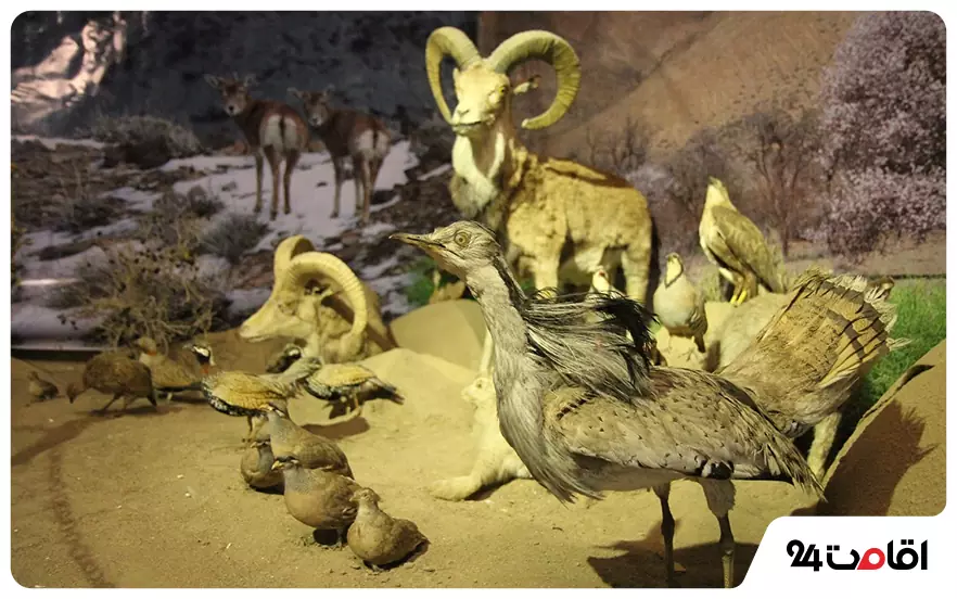 موزه حیات وحش