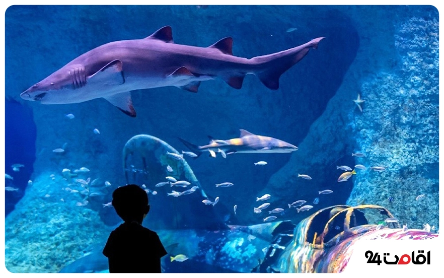 آکواریوم ابوظبی