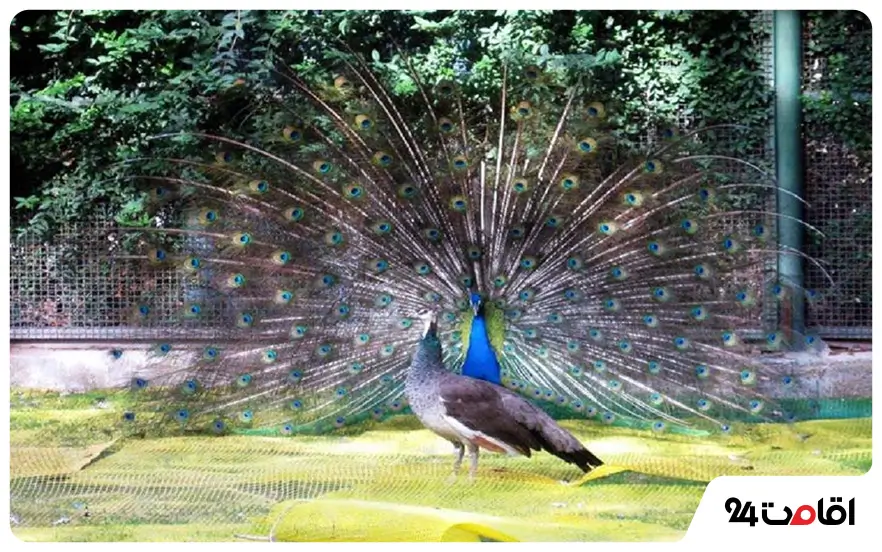 باغ پرندگان