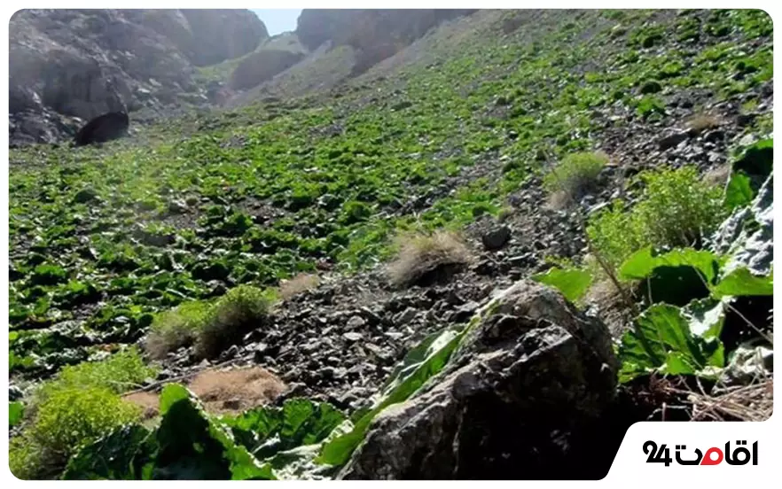 ارتفاعات بفره سبزوار