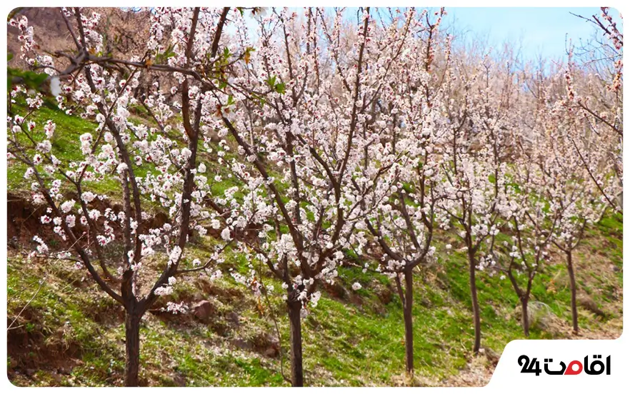 جاهای دیدنی گناباد در نوروز