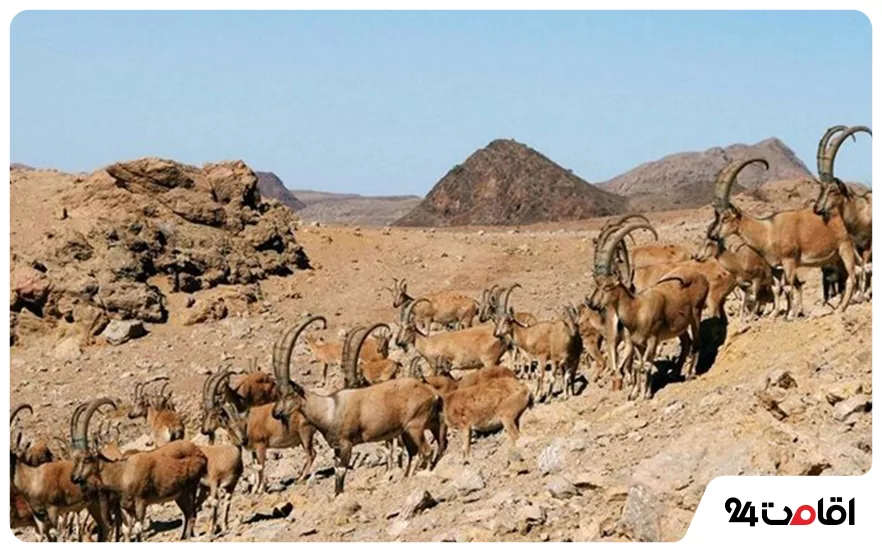 منطقه شکار ممنوع جیک و زیدر