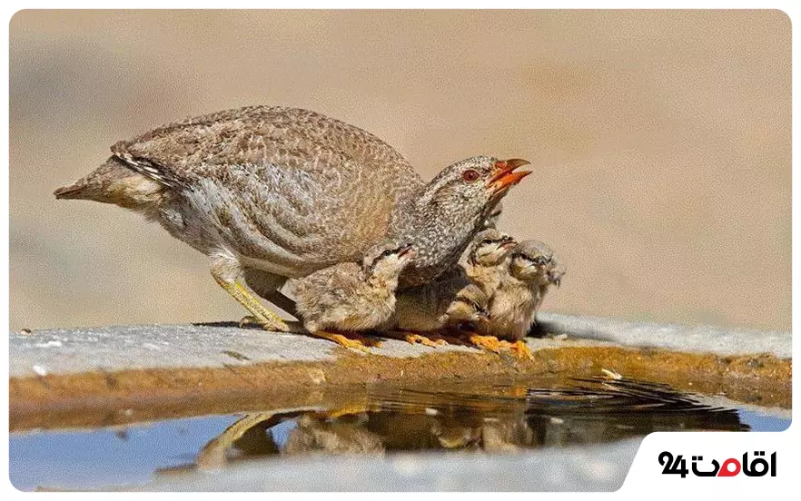 پناهگاه حیات وحش شیراحمد