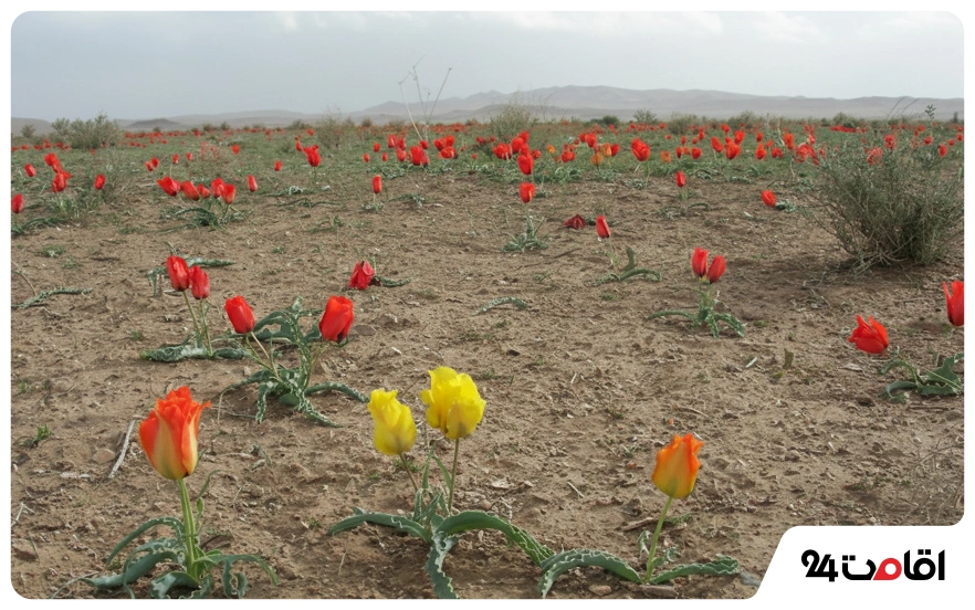 دشت لاله‌های بسطاق