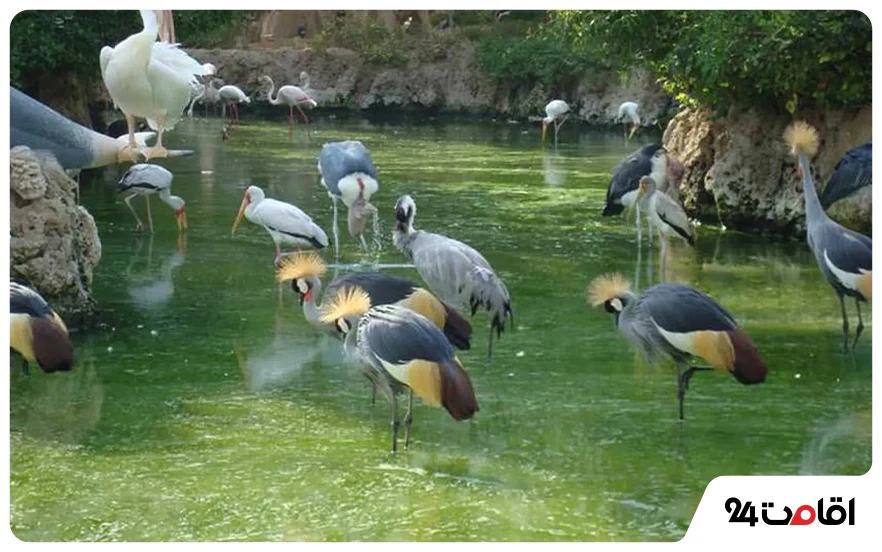 باغ پرندگان چهارباغ؛ یکی از جاهای دیدنی کرج