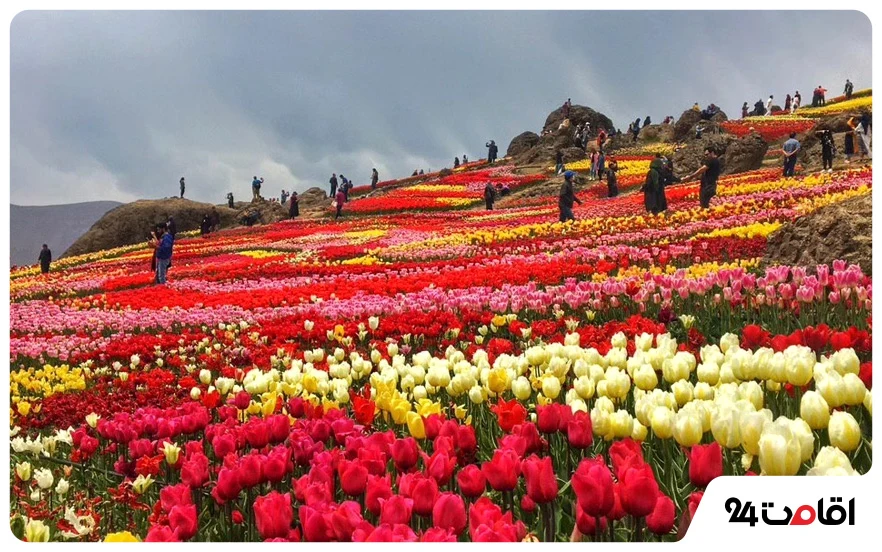 دشت لاله کندر؛ یکی از زیباترین جاذبه های گردشگری کرج