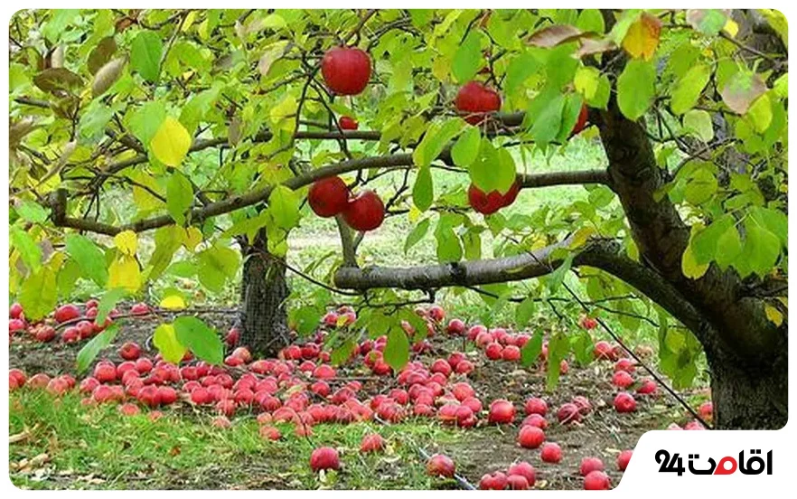 باغ سیب مهرشهر کرج