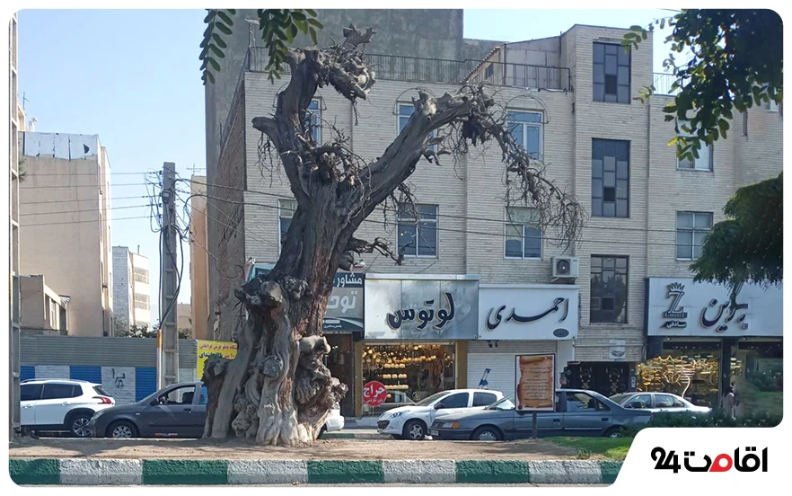سرو قدیمی کرج