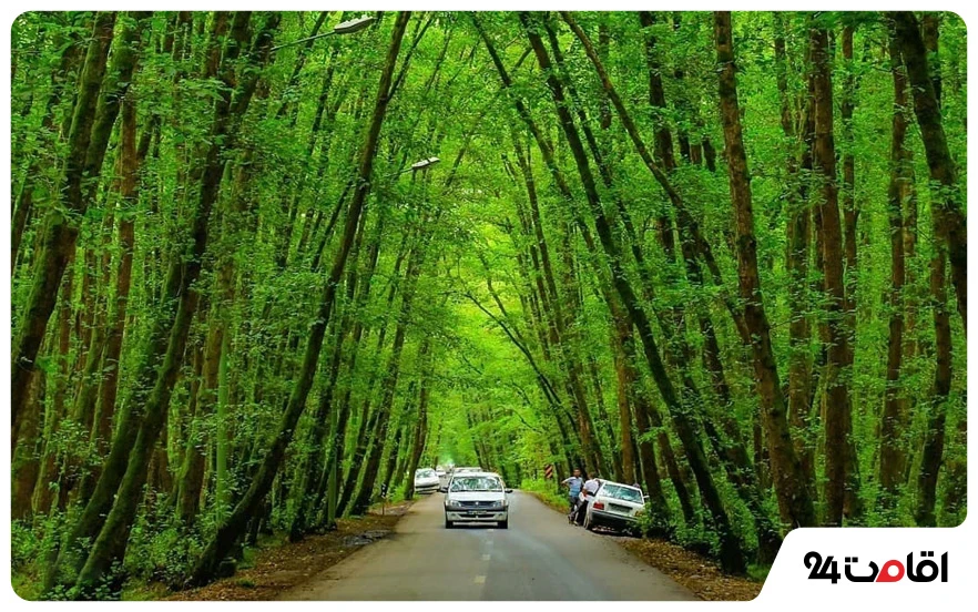 جنگل گیسوم؛ یکی از بهترین جاهای دیدنی گیلان برای کمپینگ