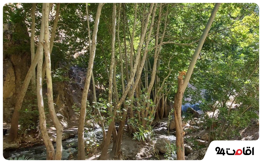 آبشار ارتکند مشهد؛ بهشت گمشده خراسان در روستای ارتکند را بهتر بشناسید 3 درختان انبوه روستای ارتکند