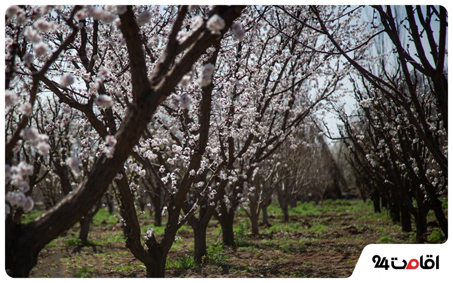 باغستان‌های سنتی قزوین