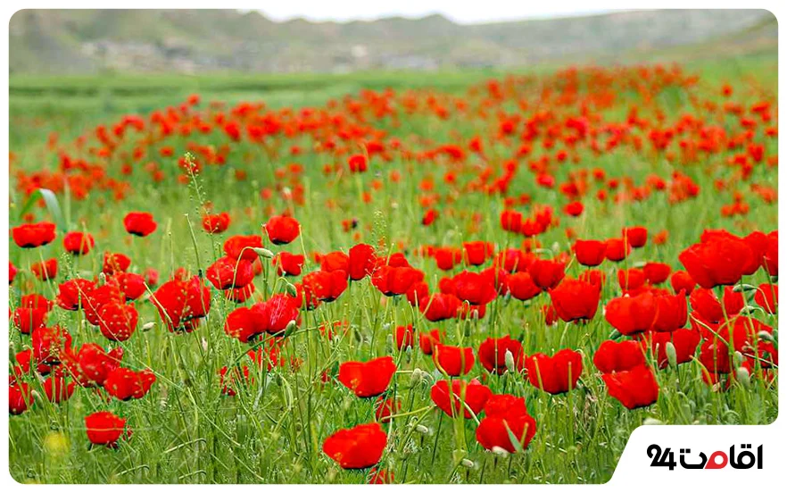 جاهای دیدنی گلستان؛ 130 تا از مکان های دیدنی، تاریخی و تفریحی گلستان با عکس و آدرس 26 دشت شقایق گالیکش