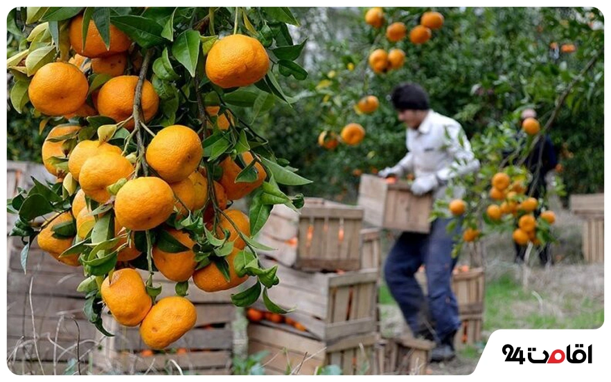 مرکبات شمالی