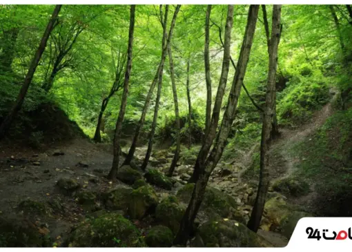 Kashpel Forest Park