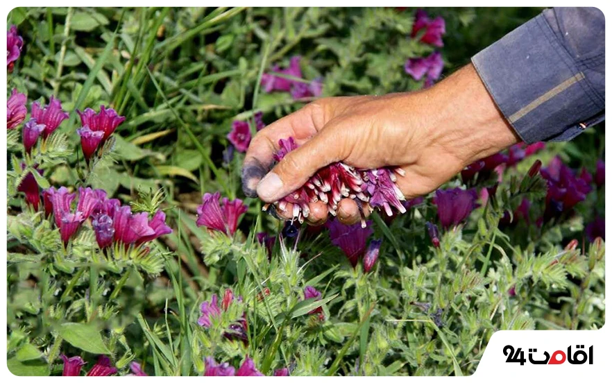 گیاهان دارویی اردبیل