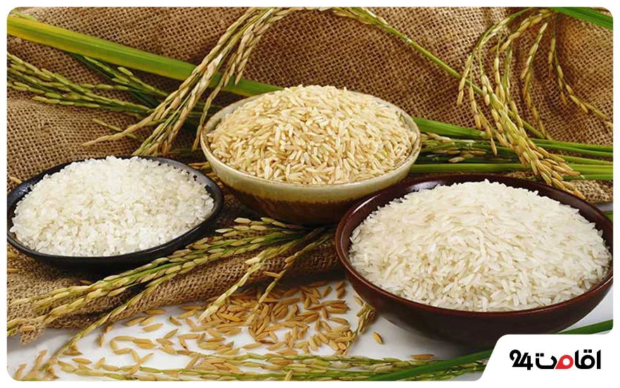 برنج شمال؛ یکی از معروف‌ترین سوغات شمالی
