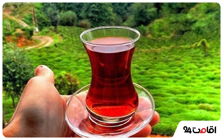 چای شمال؛ یکی از محبوب‌ترین سوغاتی های شمال