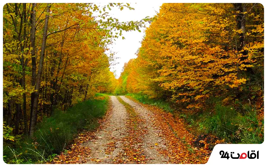 مسیر دسترسی به جنگل راش ساری