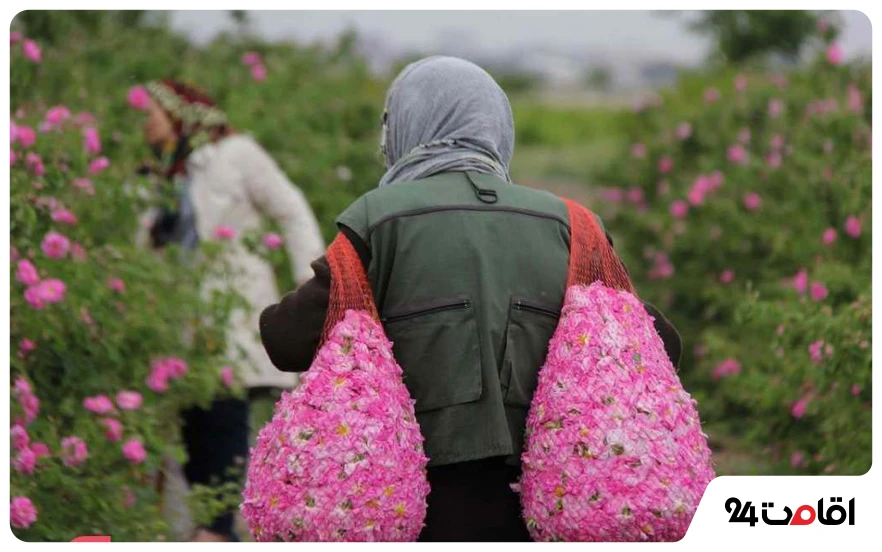 سفر به کاشان در بهار؛ گلاب‌گیری