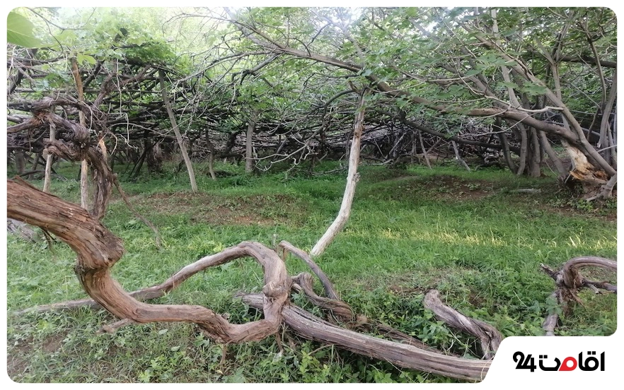 روستاهای پاییزی ایران را با مشخصات کامل بشناسید! 12 روستای سیرچ کرمان؛ روستای پاییزی با چشمانداز کویری