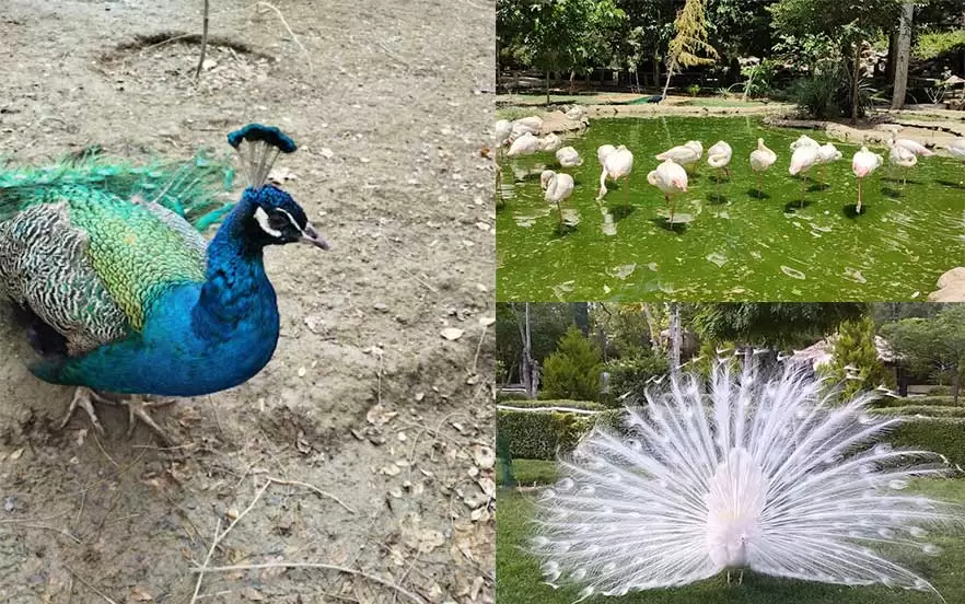 باغ پرندگان اصفهان؛ دنیای شگفت‌انگیز هزاران پرنده