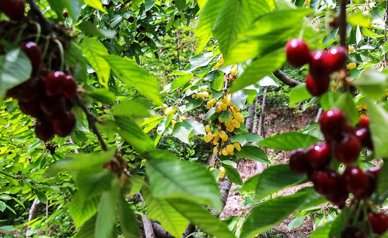 روستای کردان البرز