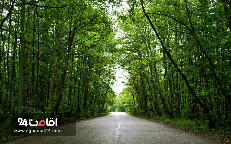 پارک جنگلی گیسوم