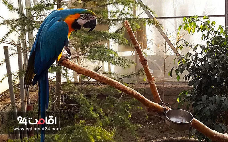 باغ وحش و باغ پرندگان تبریز