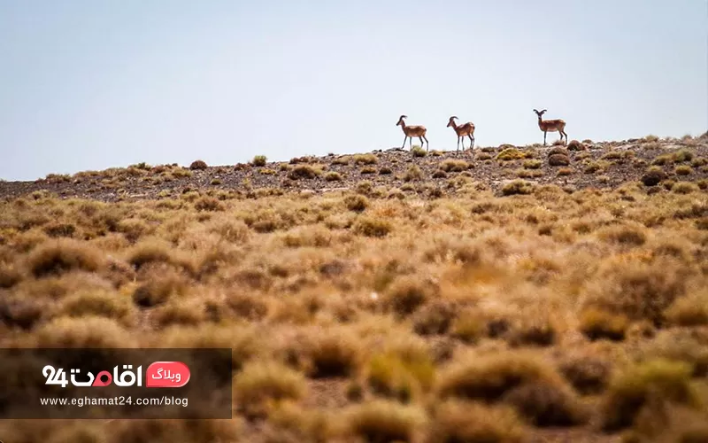 پارک ملی بختگان شیراز