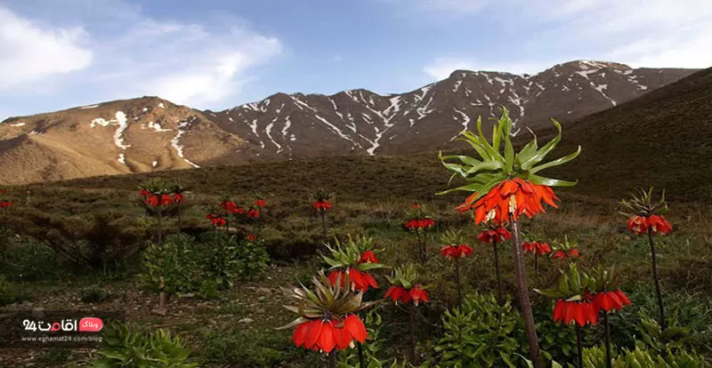 گلستان کوه