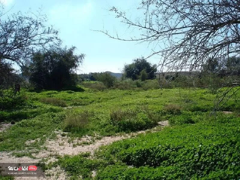دشت بوخو محلی برای جولان آهوان در لیست تجربه های خاص در قشم