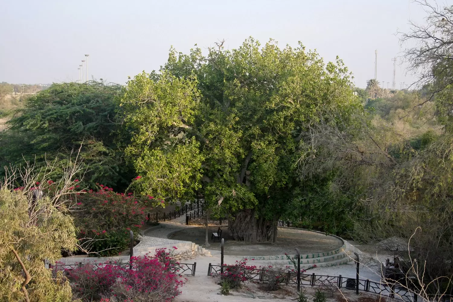 درخت سبز کیش