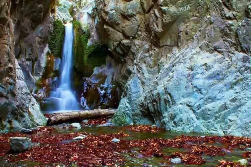 تصاویر زیبای دلفارد