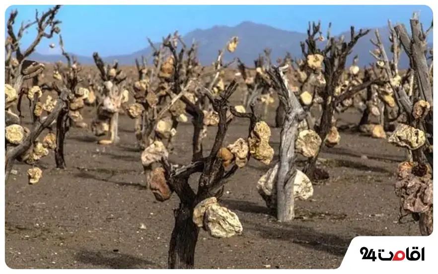 باغ سنگی سیرجان