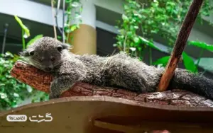 گرین پلنت دبی